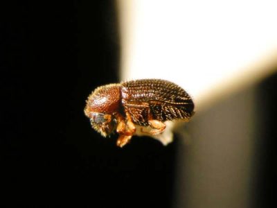 Coffee berry borer is discovered in wild beans on Lanai